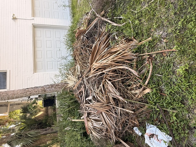 Palm fronds, branches and yard debris ready for removal.
